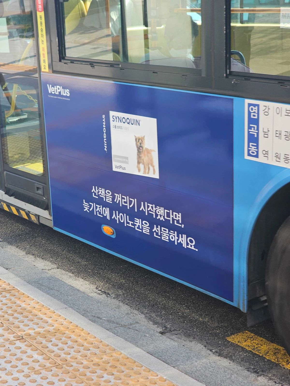 사이노퀸 광고 이미지